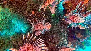 El Fanous West diving site