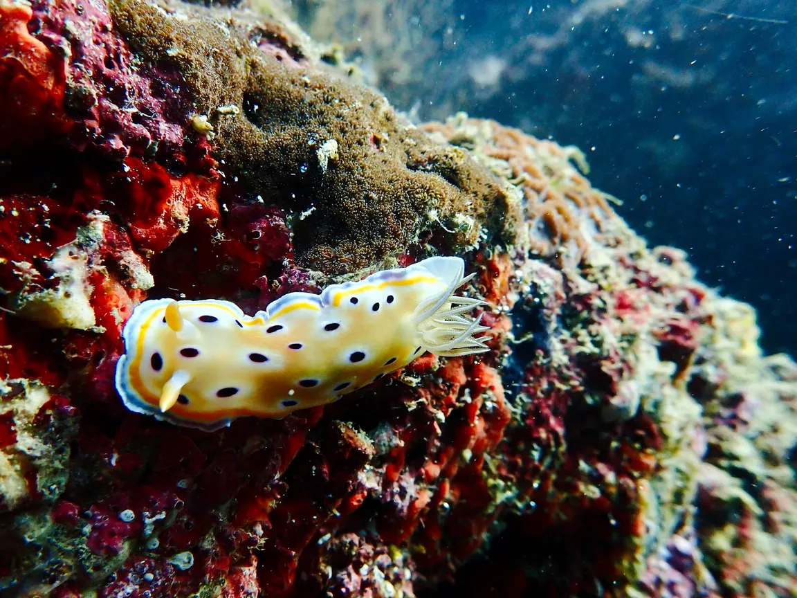 Princess Divers - Scuba Diving Phi Phi Island
