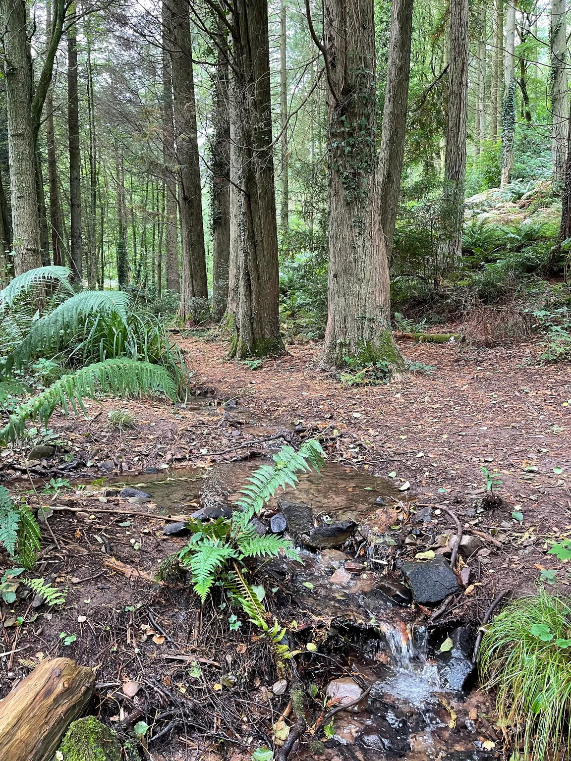Great Wood