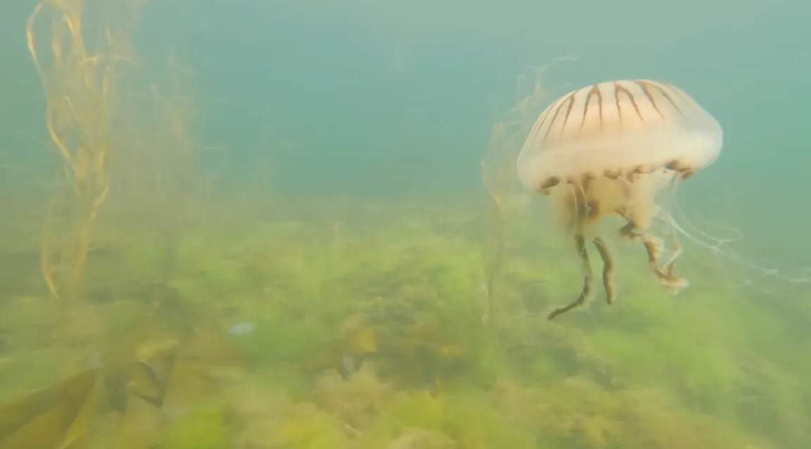 Kenmare Bay Diving