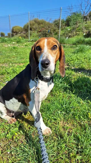 Samos Animal Welfare Association