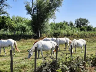Manade Fernay - Mas des Jasses de la Ville - Arles Camargue