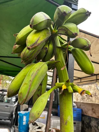 Farmers Market Kottonera