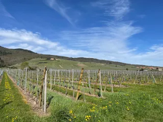 Les Balades Alsaciennes - VINOBIKE®