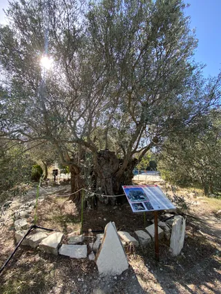 Terra Oliva Organic Olive Farm