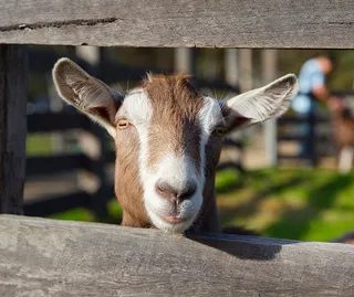Edendale Community Environment Farm