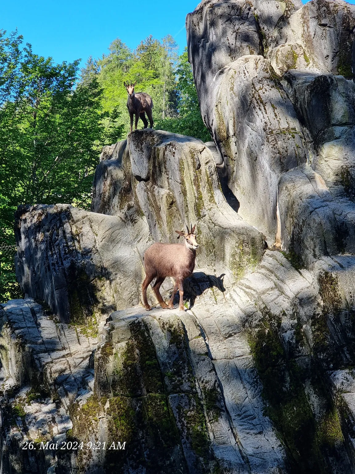 Wildpark Peter und Paul