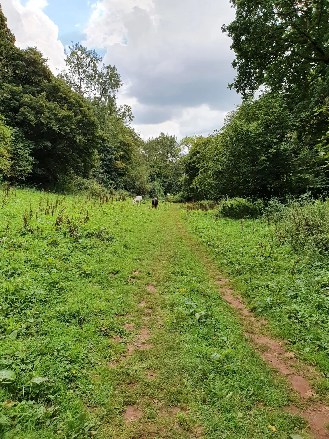 National Trust - Ebbor Gorge National Nature Reserve