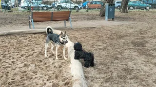 Park dla psów