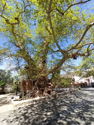Μνημειακός Πλάτανος