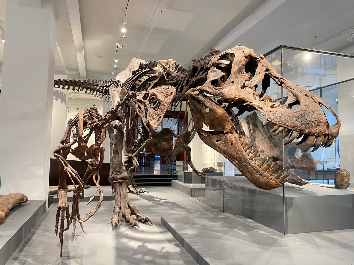 Naturhistorisk museum