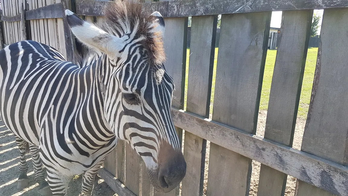Zoo Wojciechów