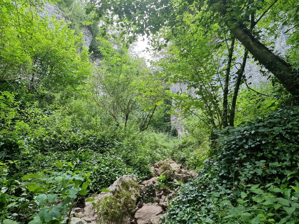 National Trust - Ebbor Gorge National Nature Reserve