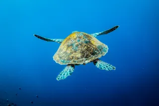 Flores Diving Centre