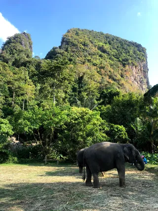 Ao Nang Elephant Sanctuary Krabi (Booking is needed)