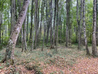 Belgrad Forest