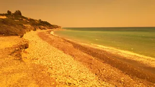 Dog beach walk