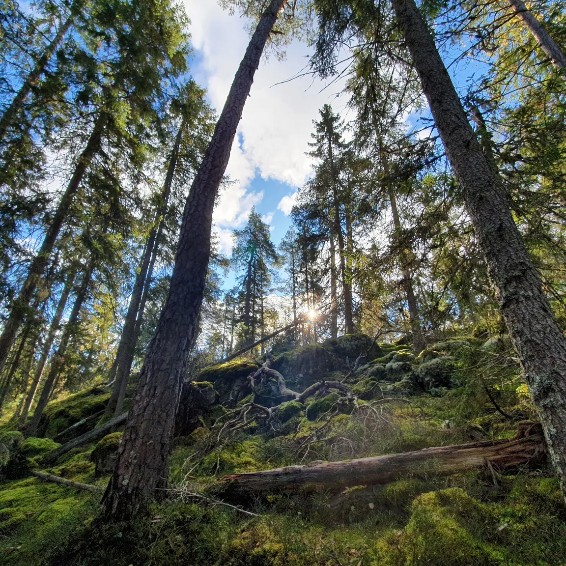 Park Narodowy Tyresta