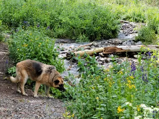 Pike-San Isabel National Forest