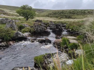 Wistman's Wood