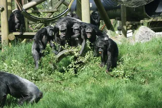Monkey World