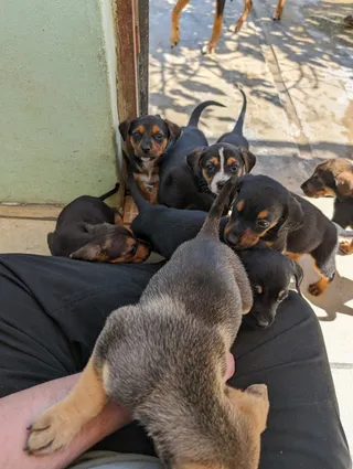 Dog Valley Rescue Center