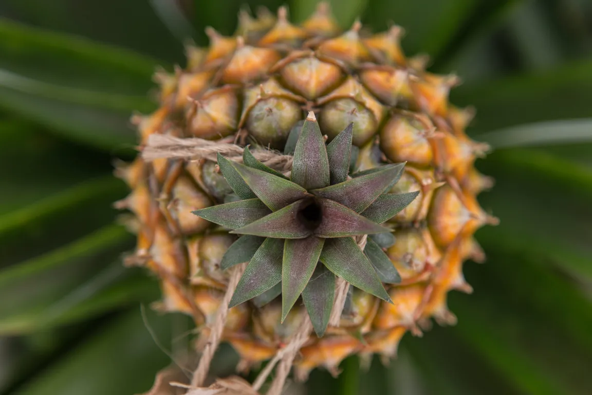 Plantação Ananases A Arruda