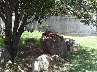 Los Jaguares