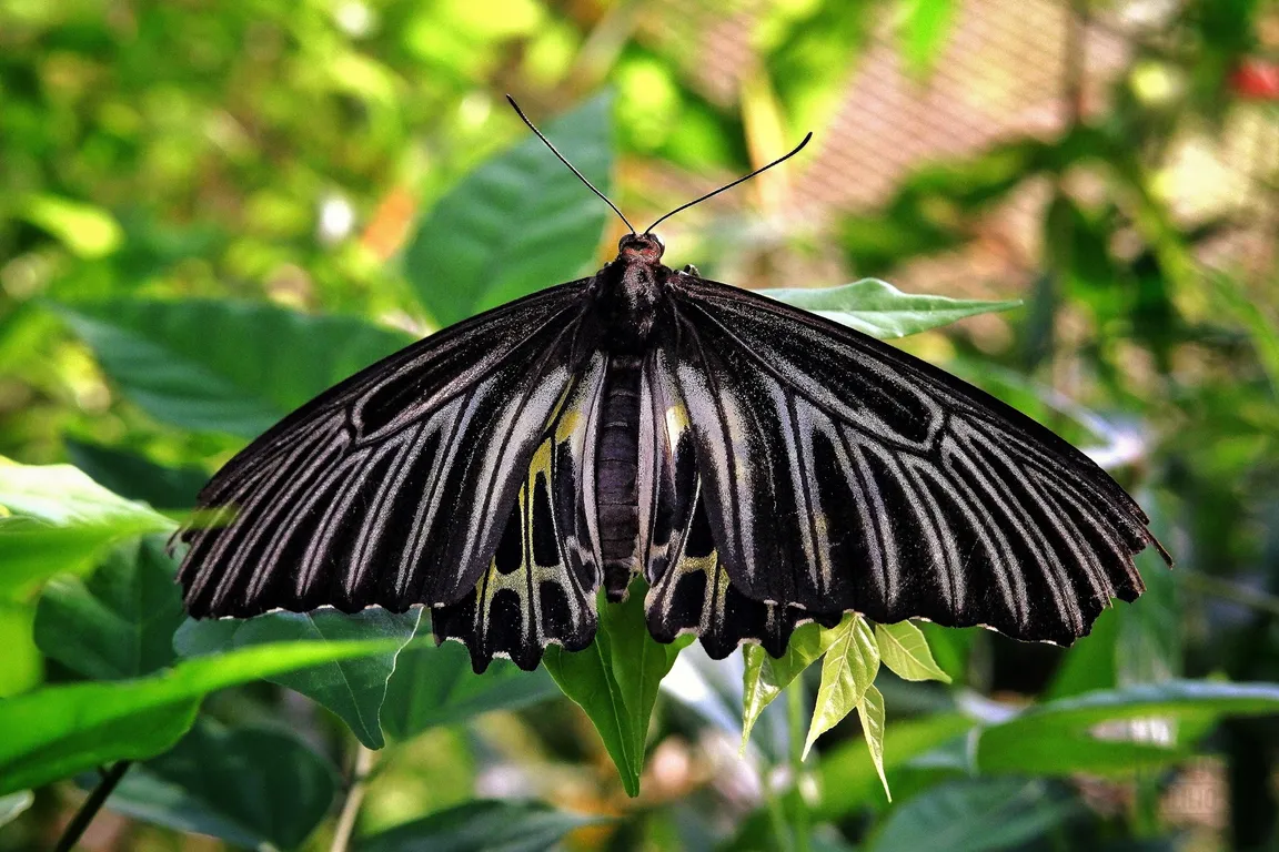 Bangkok Butterfly Garden and Insectarium