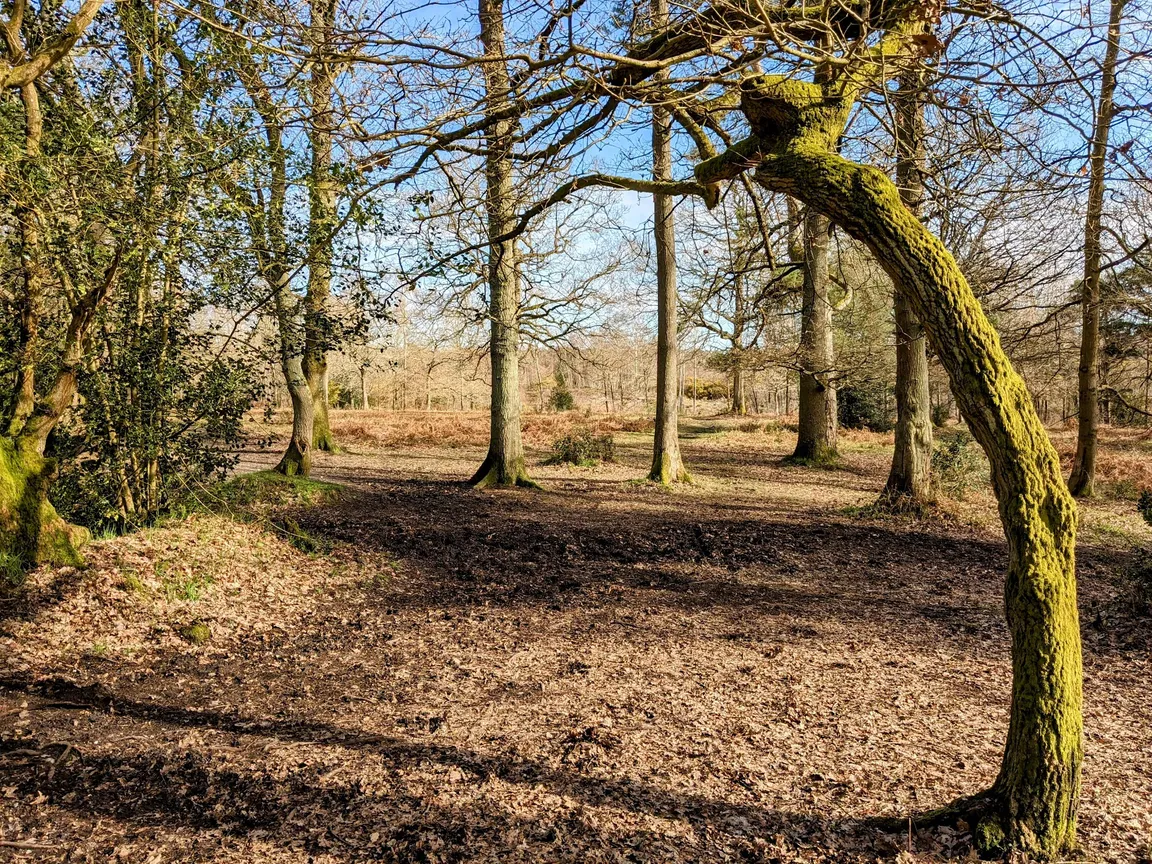 Pamber Forest