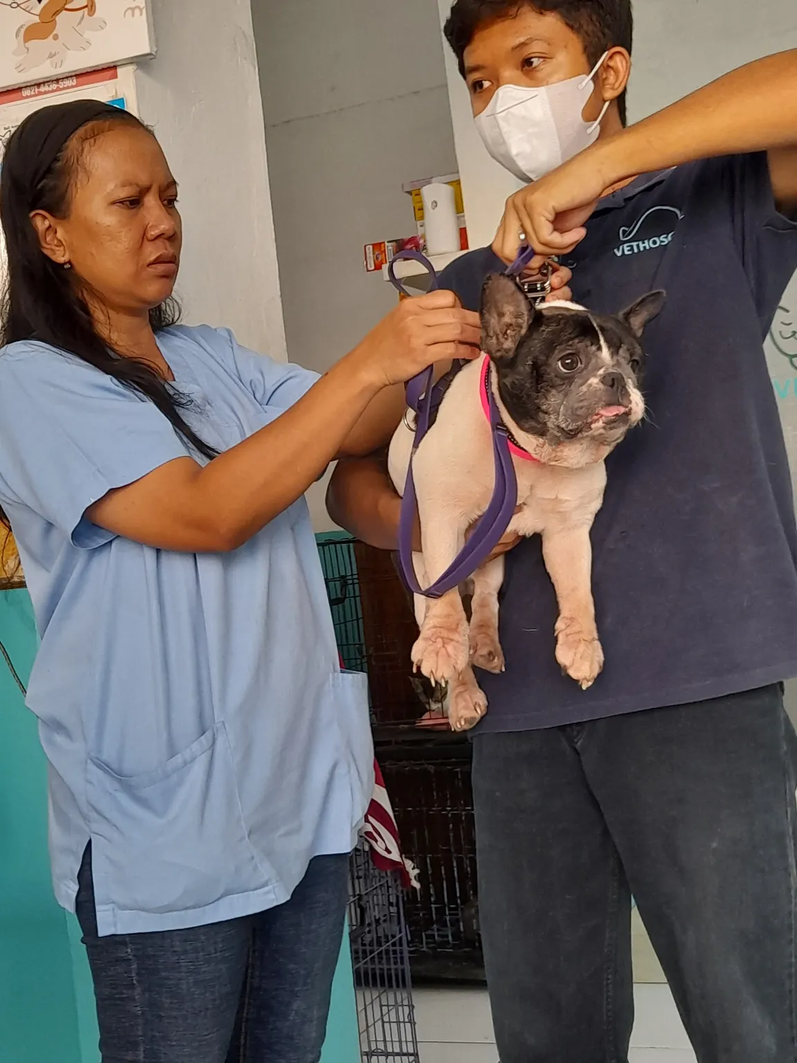 Vethoscope Animal Care