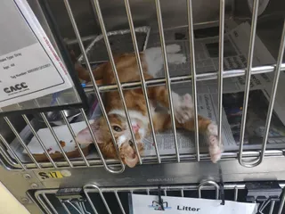 Chicago Animal Care and Control
