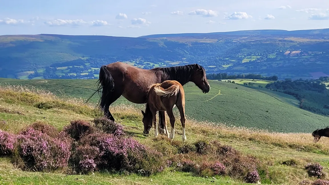 National Trust - Sugarloaf and Usk Valley