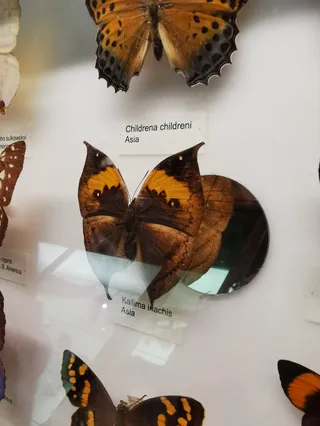 Muzeum Historii Naturalnej w Tring