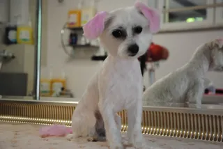 Beautiful Dog