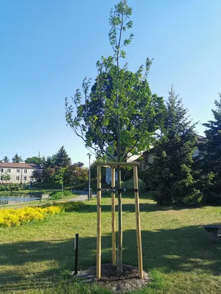 Dąb i ścieżka imienia Lane'a Kiriklanda