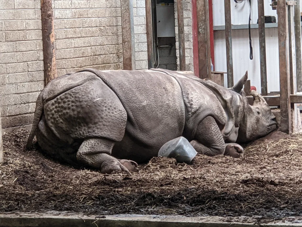 Fota Wildlife Park