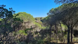 Mata Nacional do Barão de São João