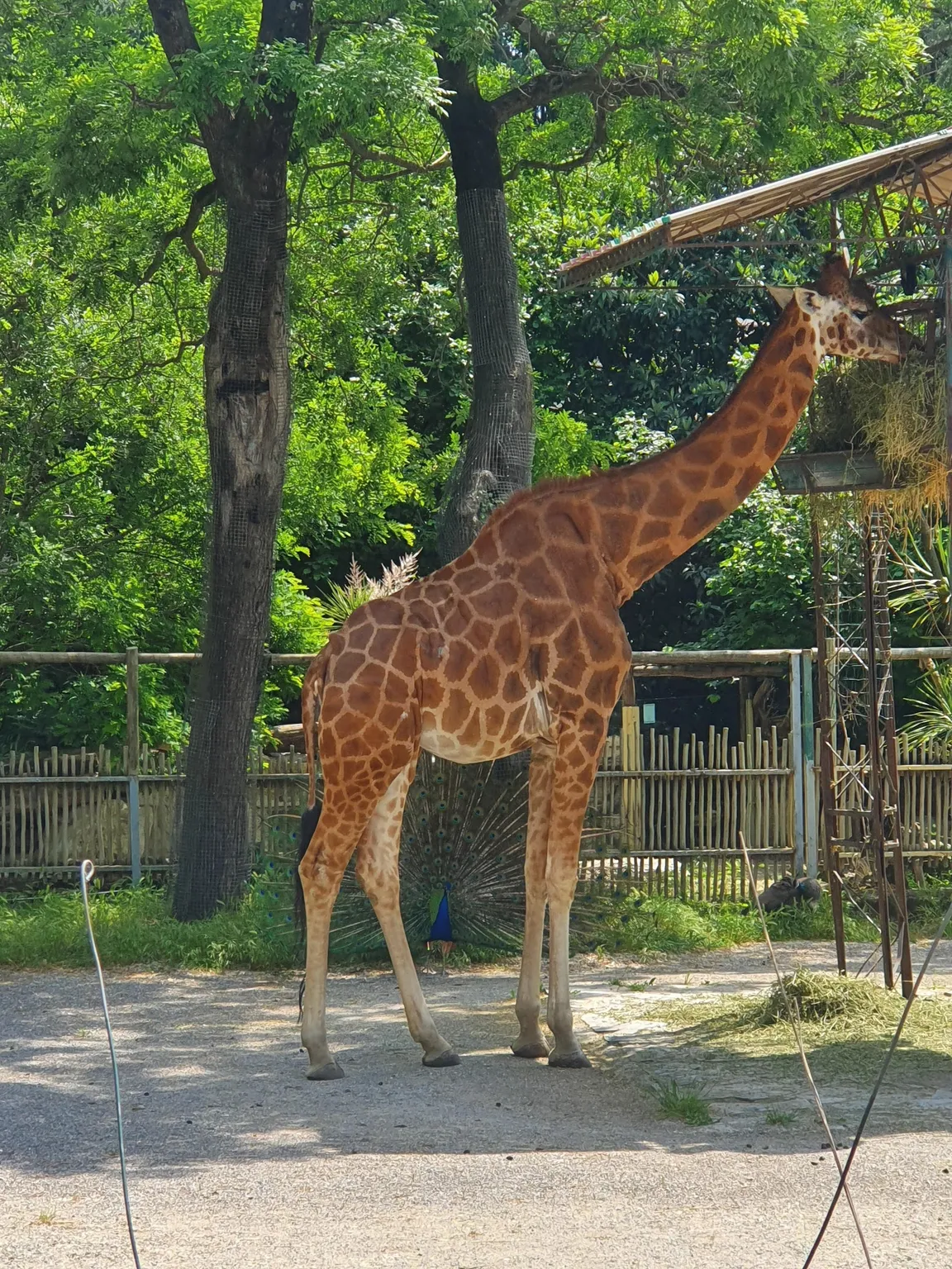 Zoo of Pistoia