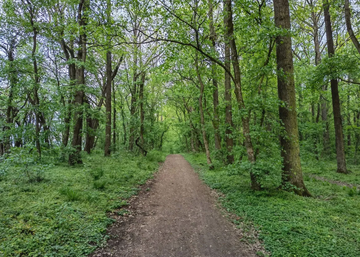 Pădurea Verde