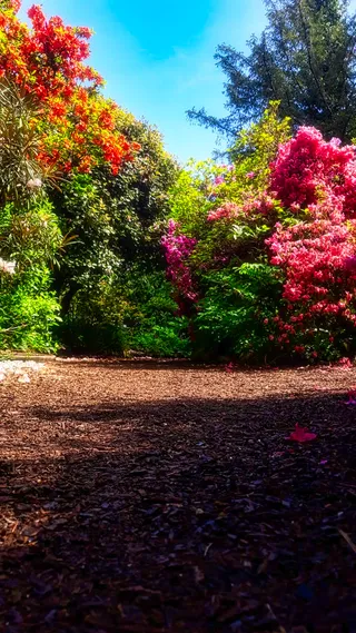 Park in Grünen - Rosengarten