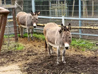 Letzenberg-Tierpark Malsch