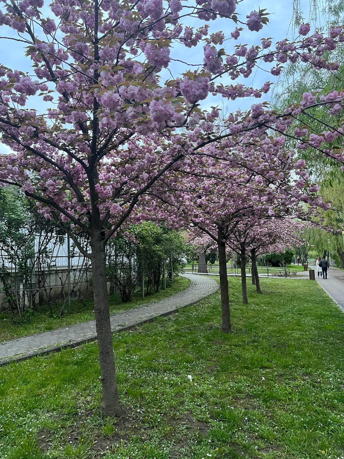 Roses Park