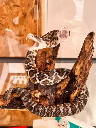 Reptilienzoo Scheidegg