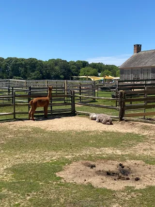 Island Alpaca Company