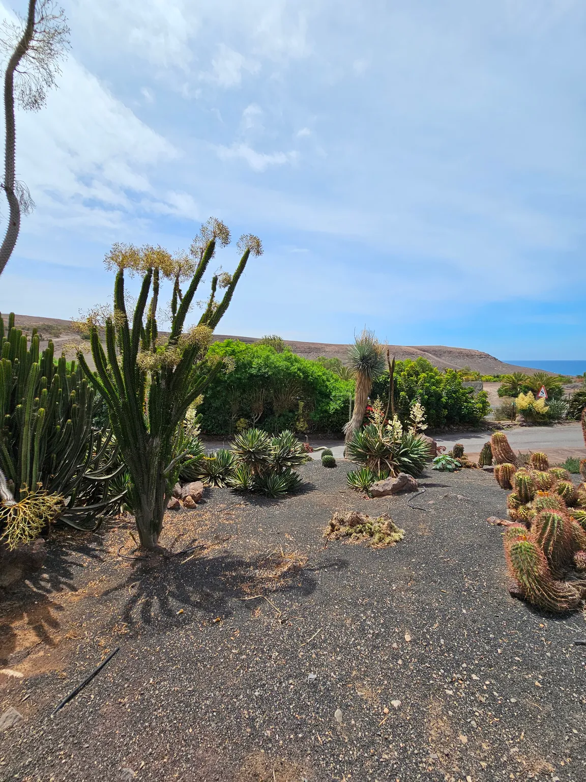 Fuerteventura Botanical Garden