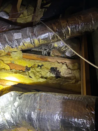 Truly Nolen Pest and Termite Control - Monmouth County