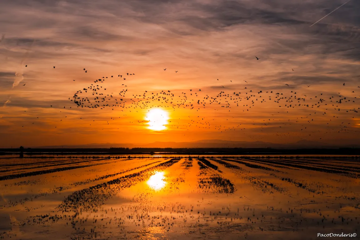 Parc Natural de l'Albufera