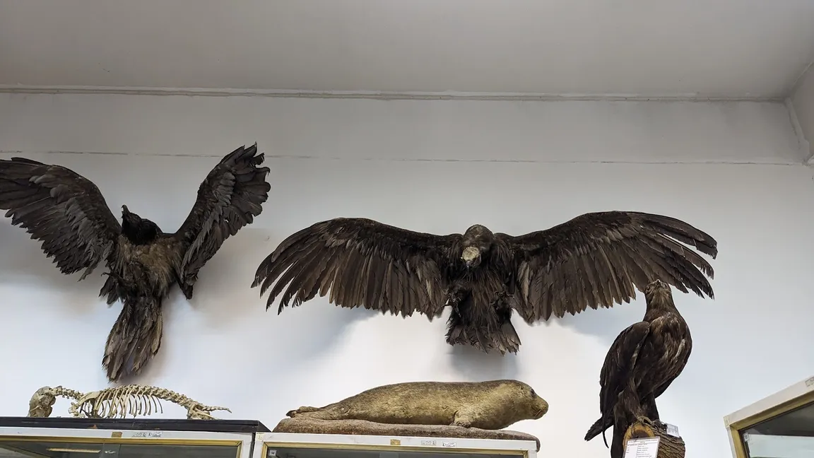 Dr. Darvish Creatures Museum
