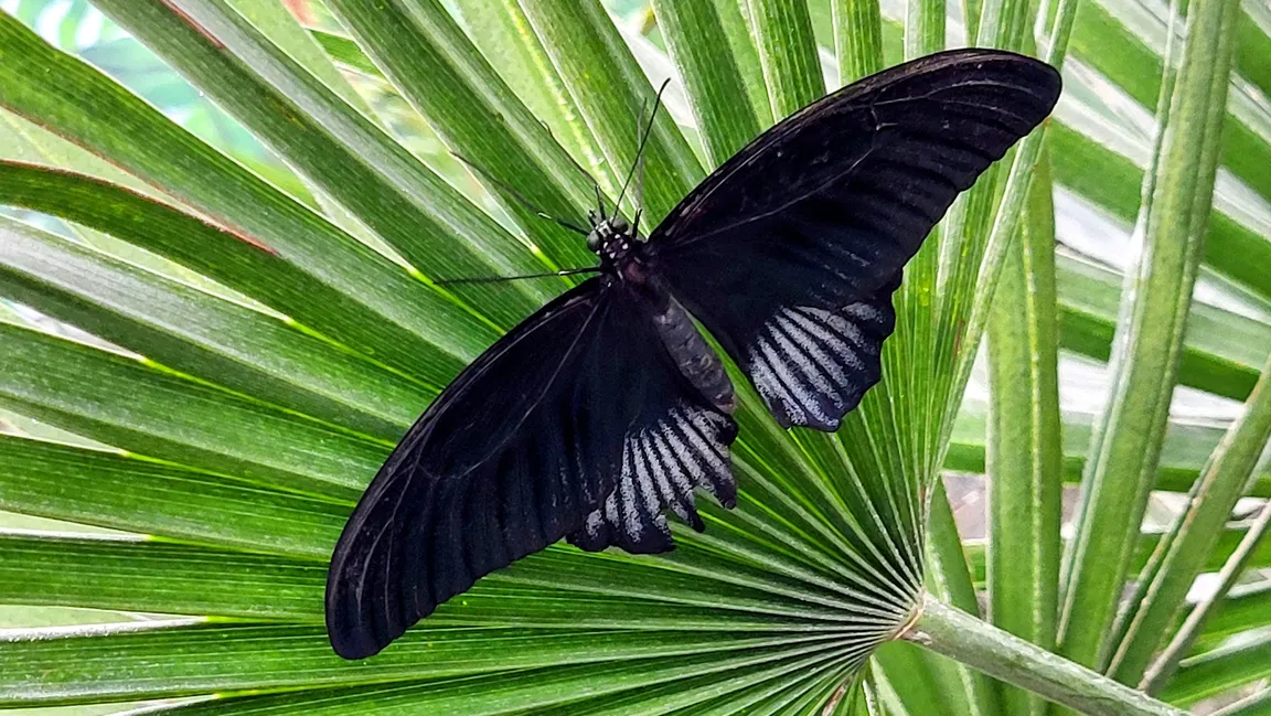 Butterfly House